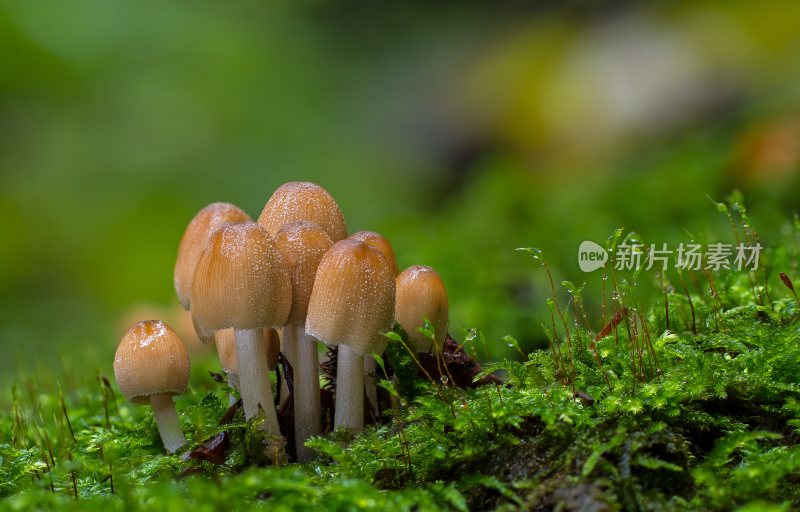 野生菌野生菌蘑菇生长环境菌类山菌