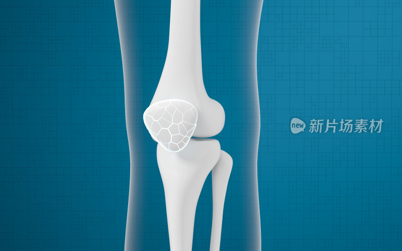 腿部膝盖骨骼 3D渲染
