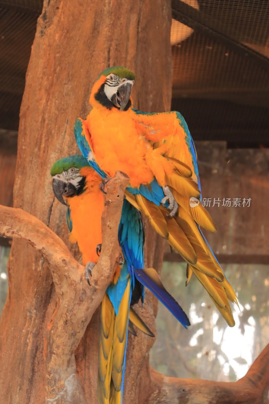 上海动物园黄蓝金刚鹦鹉