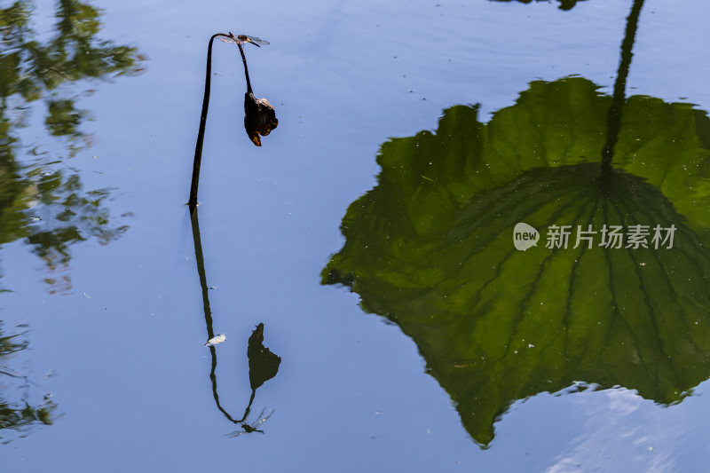 杭州西湖风景区曲院风荷荷花风景