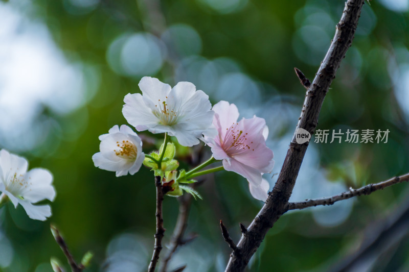 枝头绽放的樱花特写