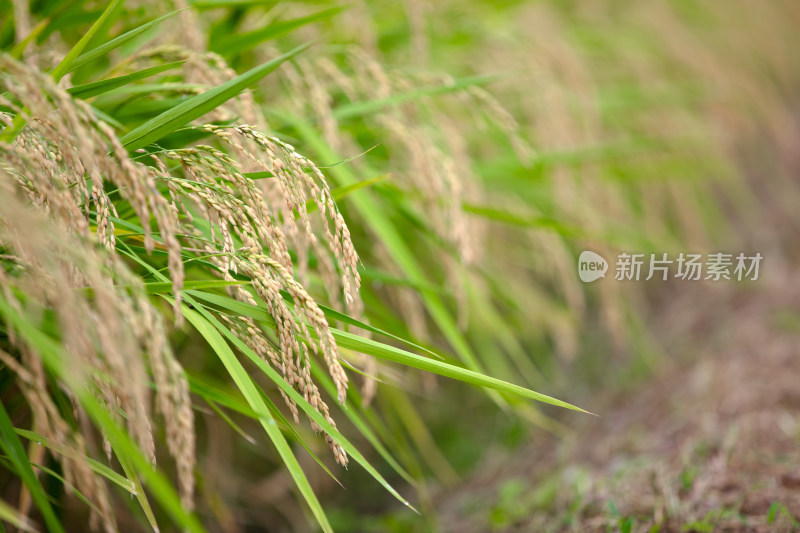 农田里种植的水稻生长中