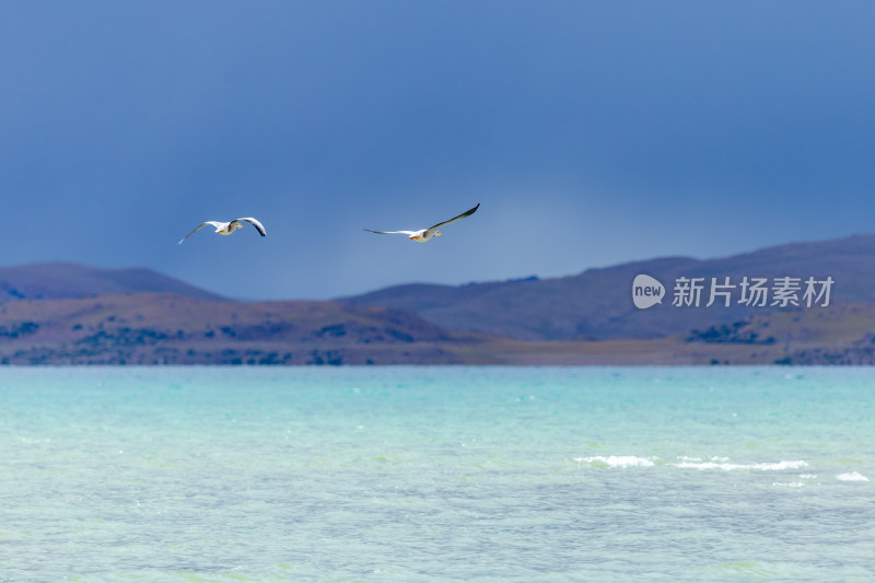 纳木措湖边的海鸟