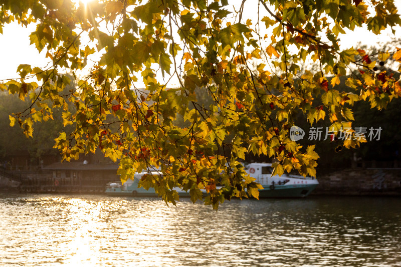 杭州京杭大运河畔秋日里梧桐树叶特写