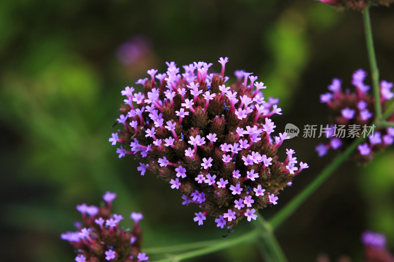 柳叶马鞭草紫色花