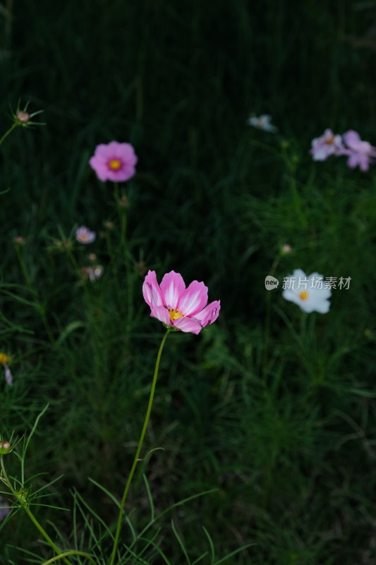 盛开的白色格桑花