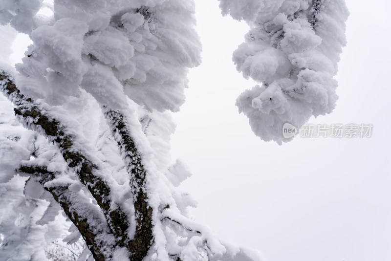 冬季大雪树木雾凇雪挂