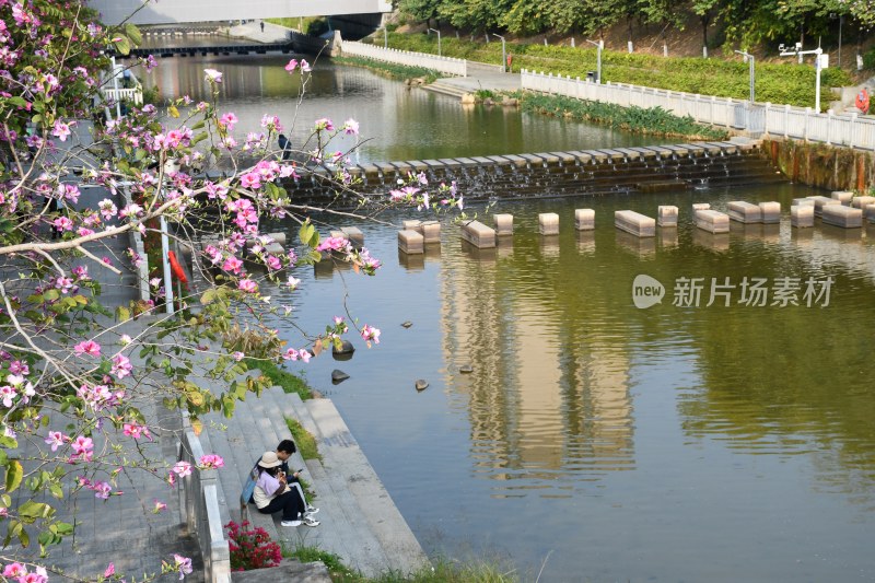 广东东莞：春光明媚 洋紫荆花开正盛