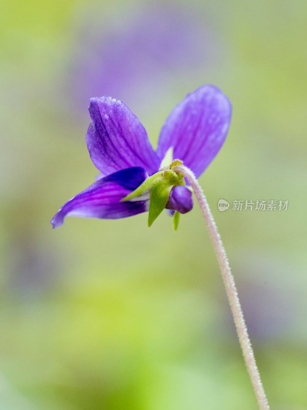 春天的紫花地丁开花特写