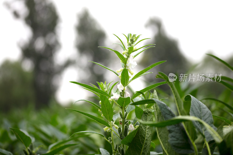 开着小花结着果的芝麻