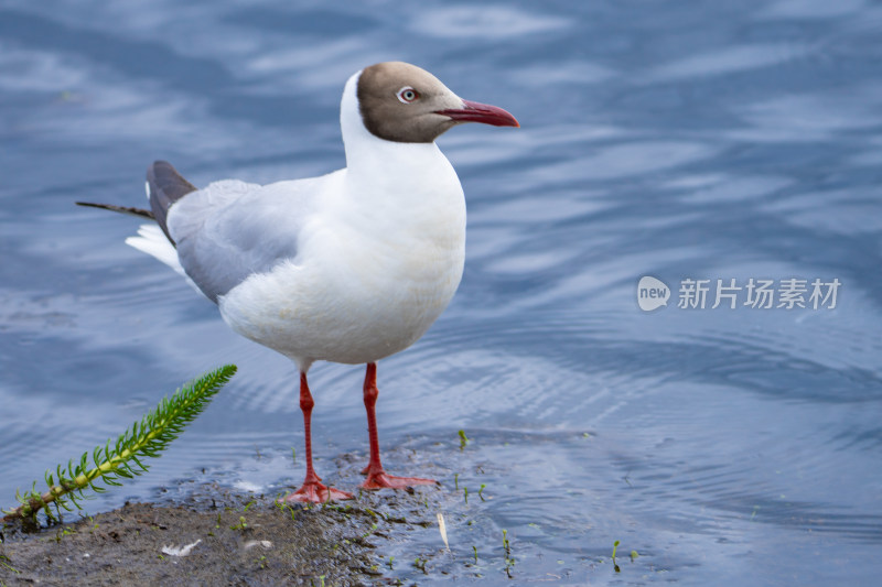 若尔盖的海鸥