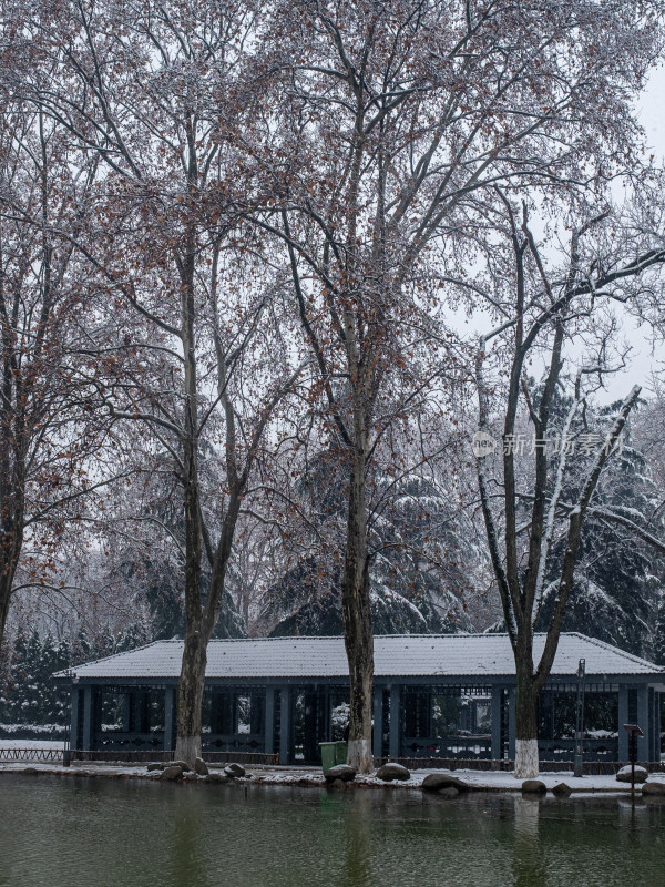 雪中树林小路 冬日唯美自然景观