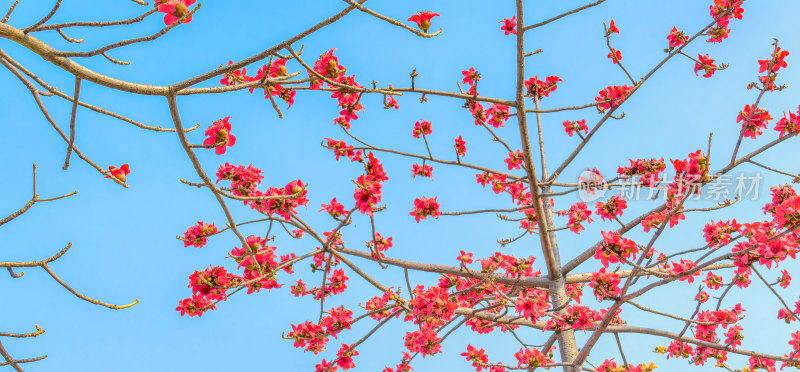 佛山禅城澜石地铁站盛开的木棉花