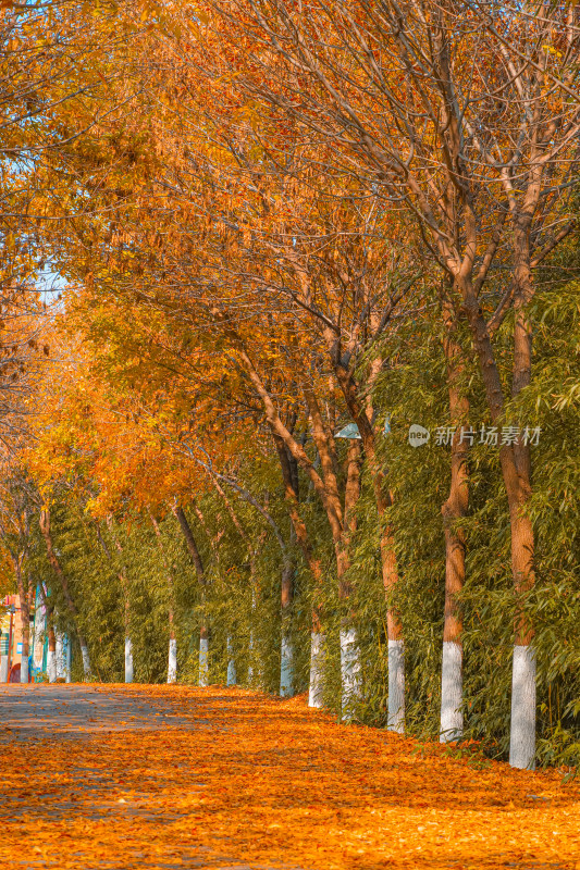 北京园博园公园金秋秋天风景