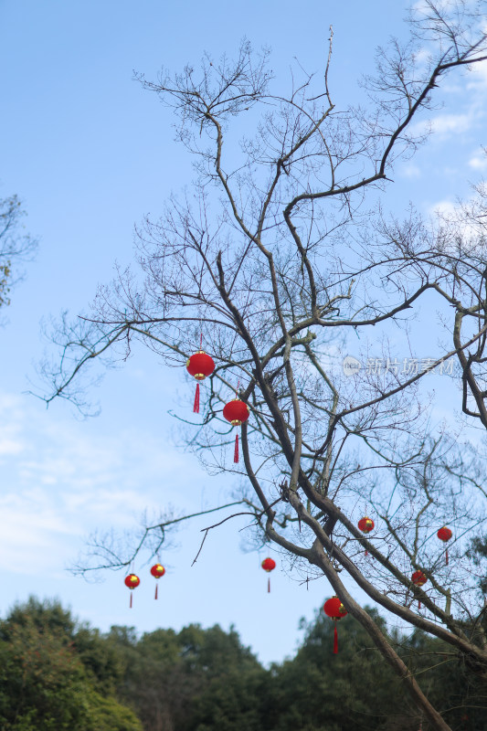 树枝与天空