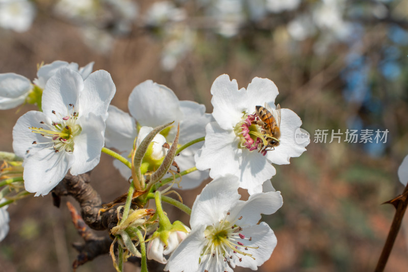 春天阳光唯美小清新梨花开放梨花实拍