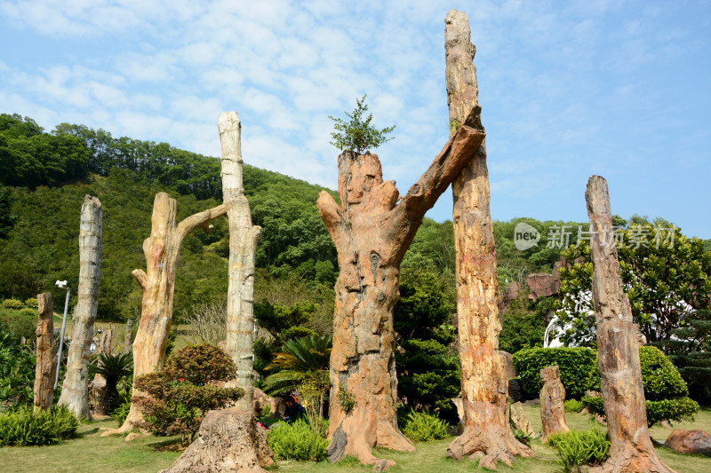 深圳仙湖植物园化石森林