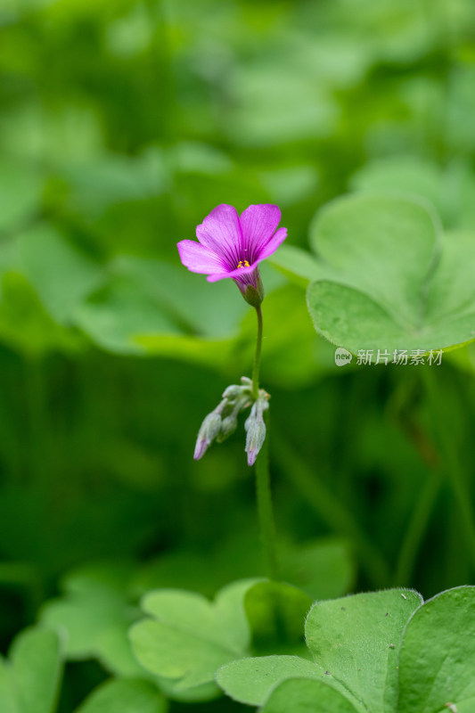 春天的酢浆草开花特写