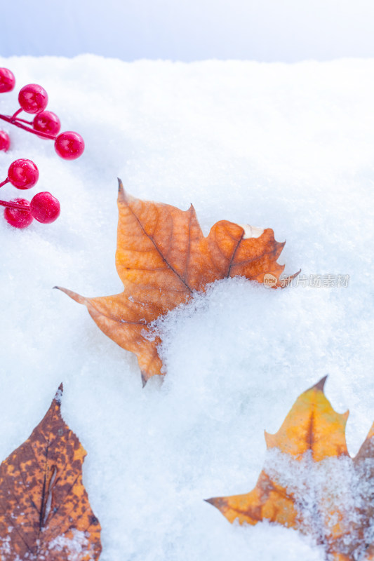 雪地上的秋叶与红果