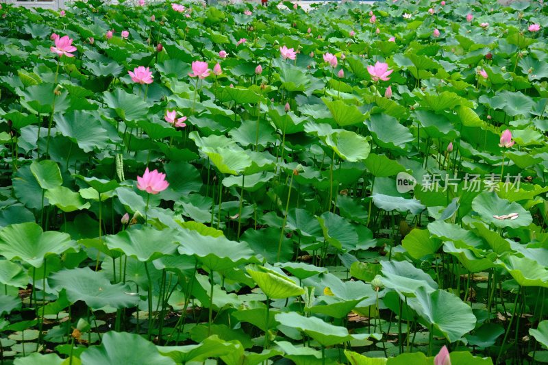 荷花莲花