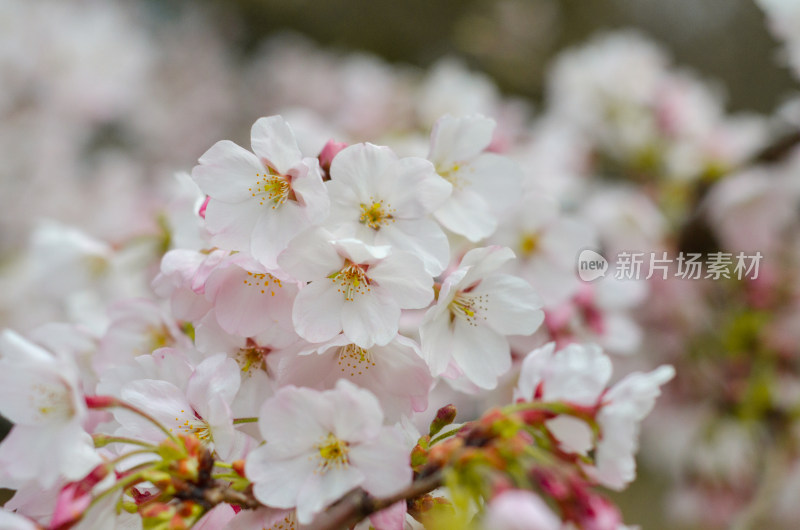 春天盛开的东京樱花