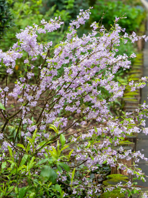 春天的芫花特写