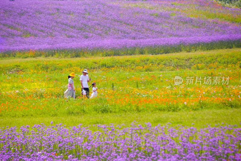 幸福家庭花海漫步