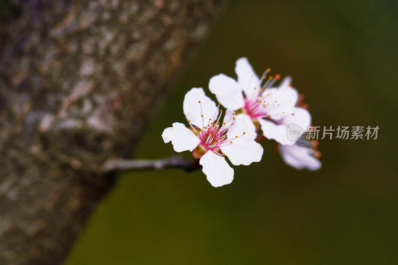 盛开的樱花