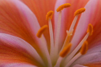 露薇花特写