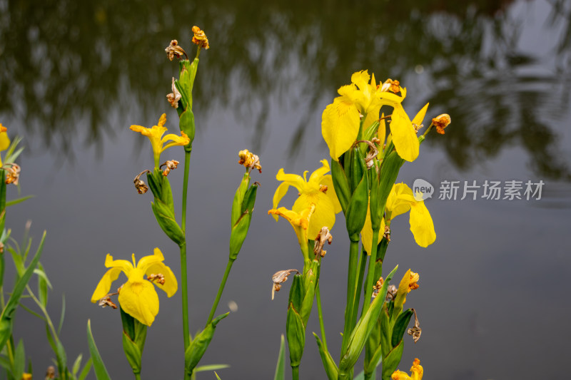 池塘边盛开的黄菖蒲