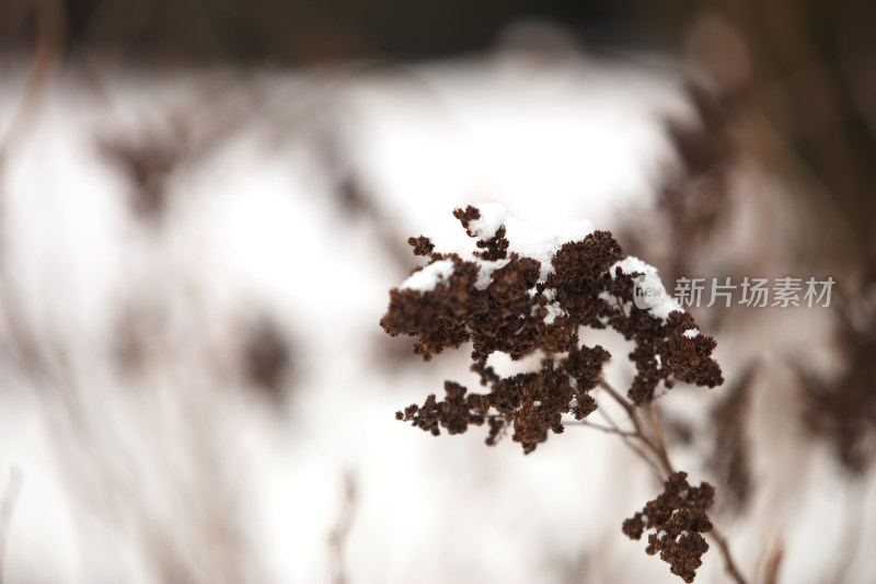 枯枝树叶和上面的积雪