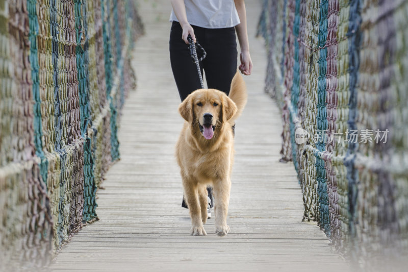 一只宠物金毛犬