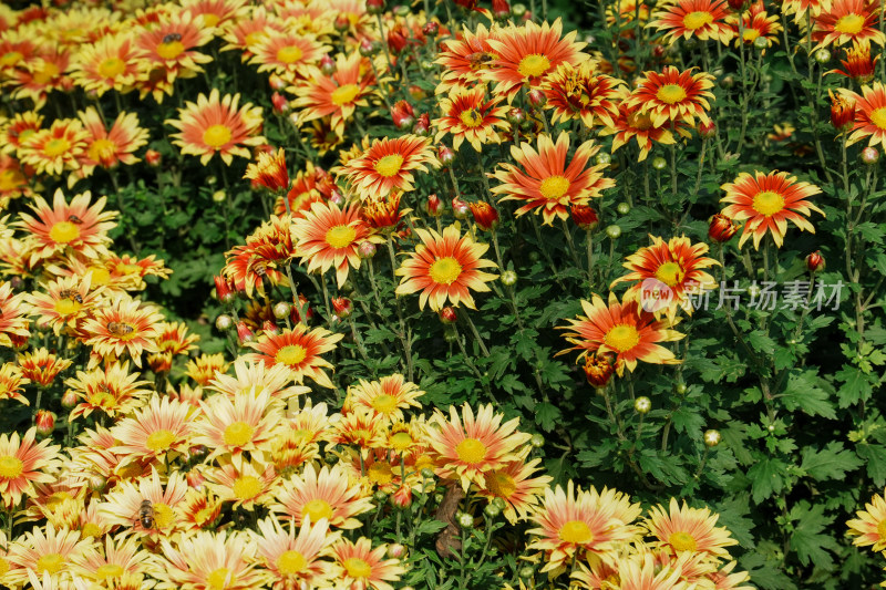 北京国家植物园菊花展