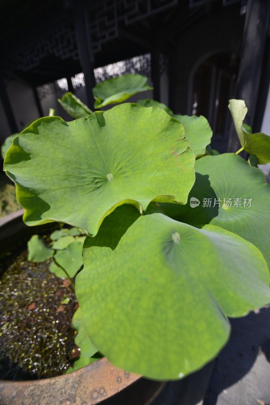 植物园的花花草草