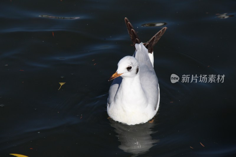 不一样的海鸥