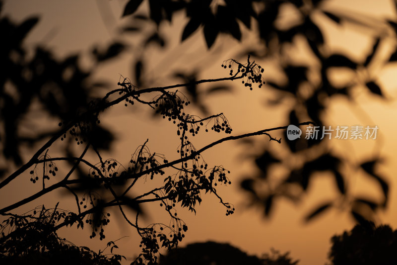 夕阳下树枝剪影