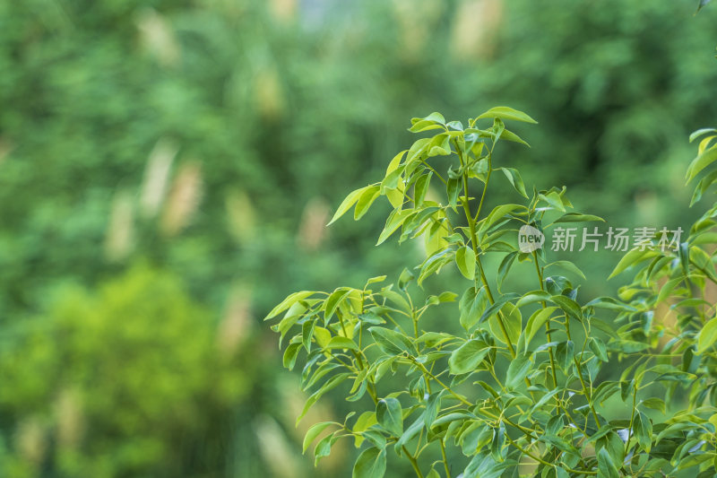 唯美植物图片