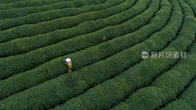 茶叶绿茶茶田茶山采茶茶农茶树