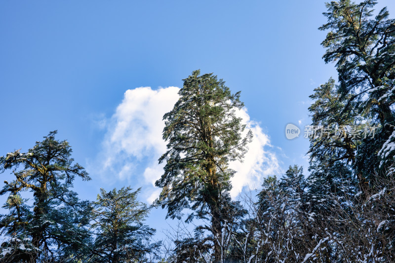 四川甘孜海螺沟冬季森林植被的雪景