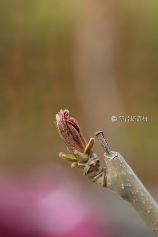 春天的香椿芽