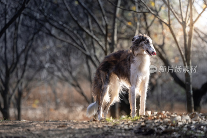 苏俄猎狼犬