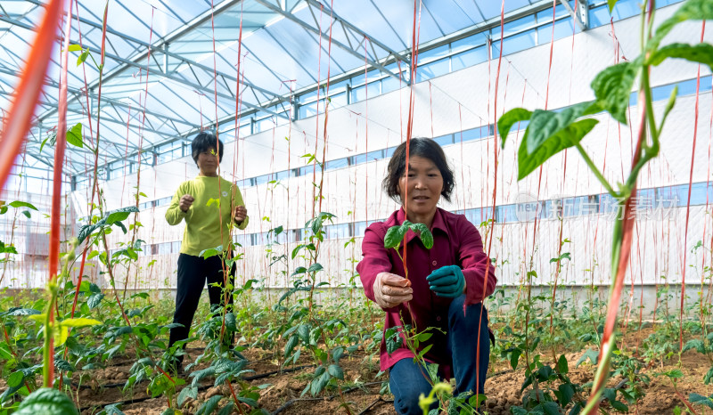 温室大棚蔬菜种植管理豆角