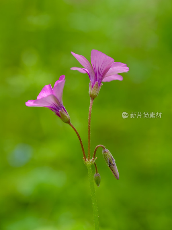 春天的酢浆草开花特写