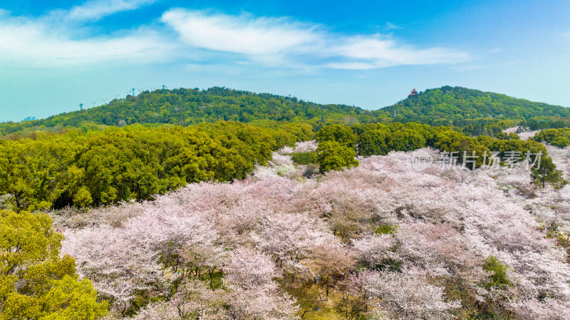 湖北武汉东湖樱花园与磨山