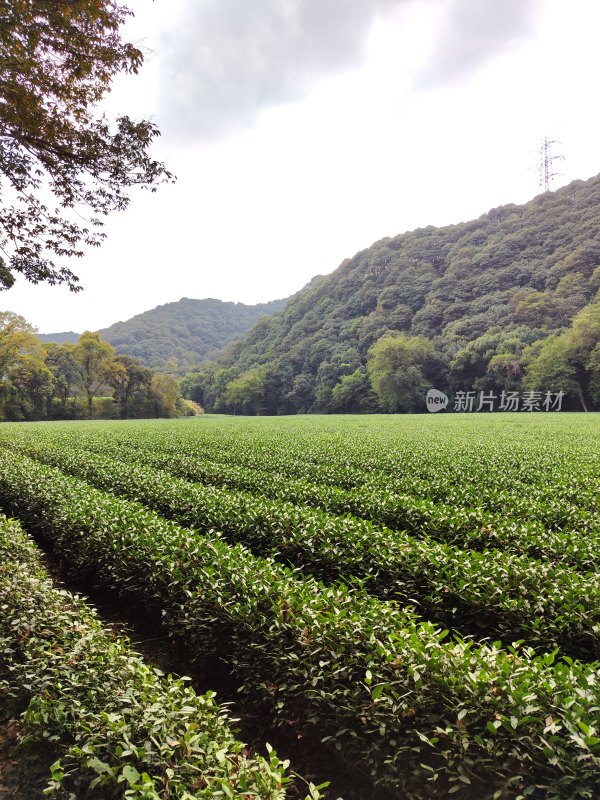 杭州云栖竹径茶园