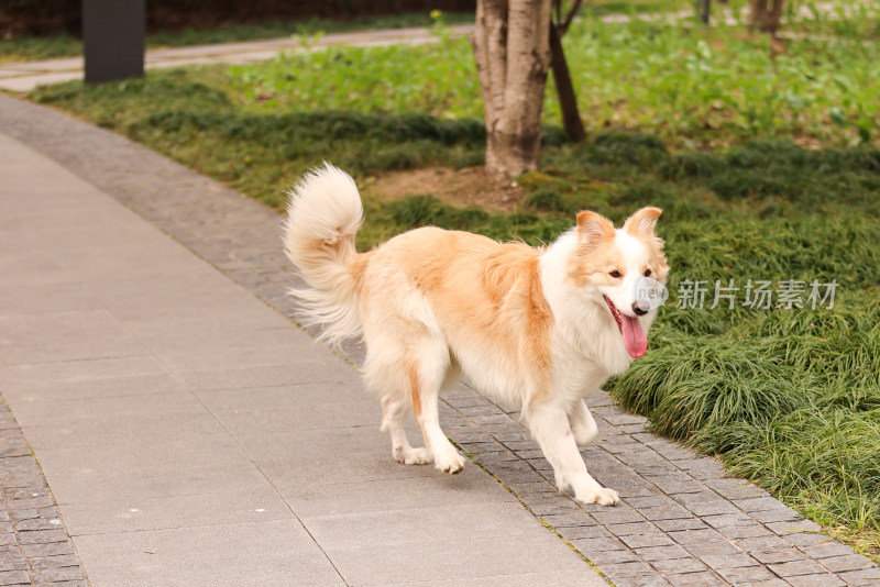 站在路上的边境牧羊犬