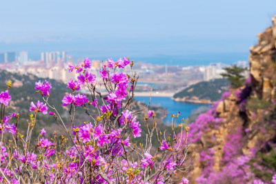 青岛大珠山杜鹃花风光