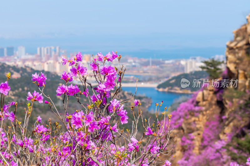 青岛大珠山杜鹃花风光