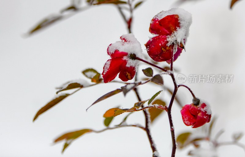 重庆酉阳：雪中月季花