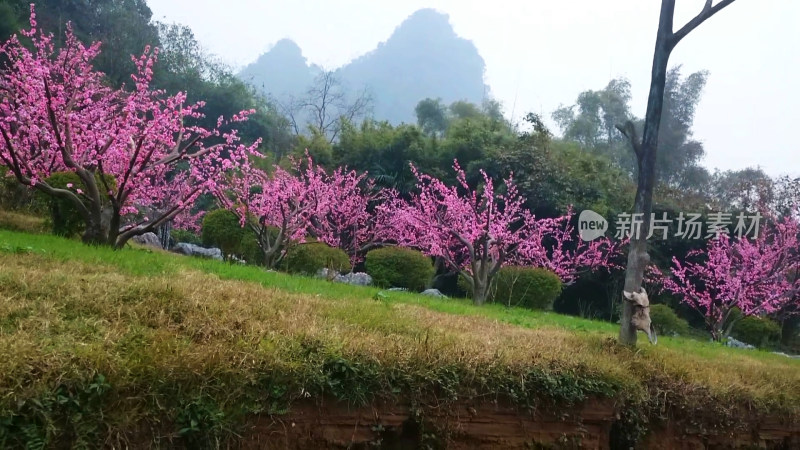 桃花林风景